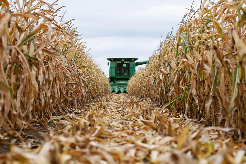 Green combine harvester harvesting corn in a field during autumn season
