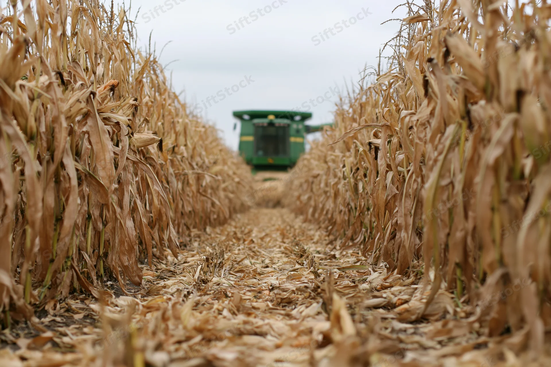Green combine harvester moving through rows of dried corn in a field during harvest