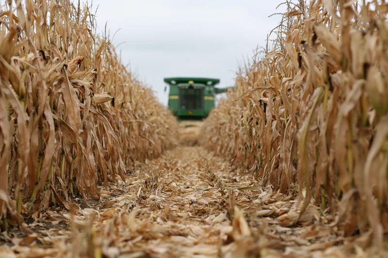 Green combine harvester moving through rows of dried corn in a field during harvest