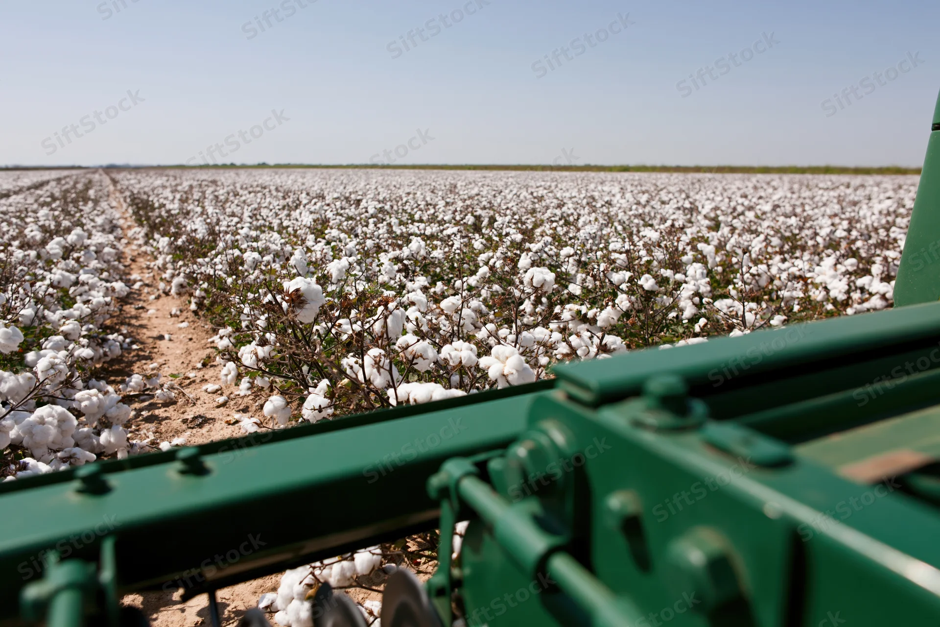 Green cotton harvesting machine in foreground with rows of white cotton bolls stretching into the distance across a rural field