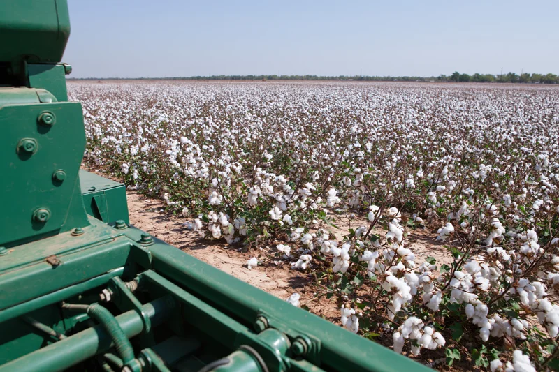 Green cotton harvesting machine in a field of mature cotton plants during daytime harvest