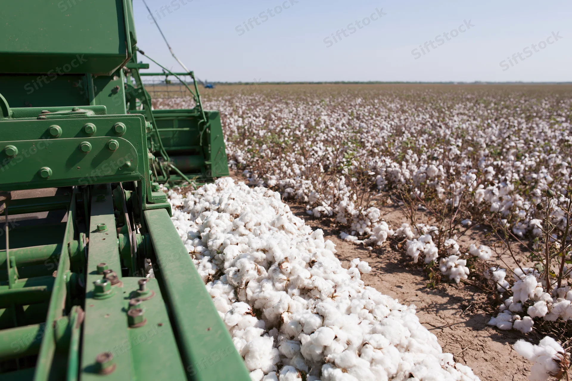Green cotton harvester collecting cotton in a field during harvest season