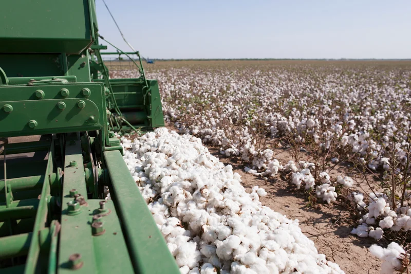 Green cotton harvester collecting cotton in a field during harvest season