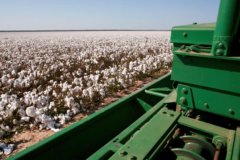 Green cotton harvester operating in a vast cotton field under clear blue sky