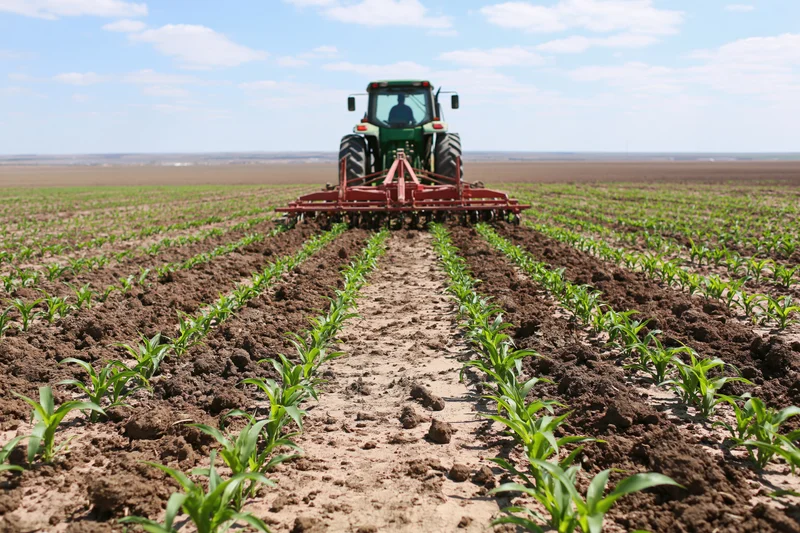 Green tractor with red cultivator moving away from rows of young corn plants in a field