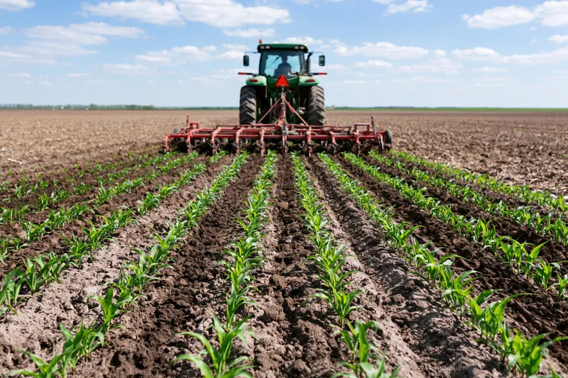 Green tractor with red cultivator moving away across a cornfield in rural farmland