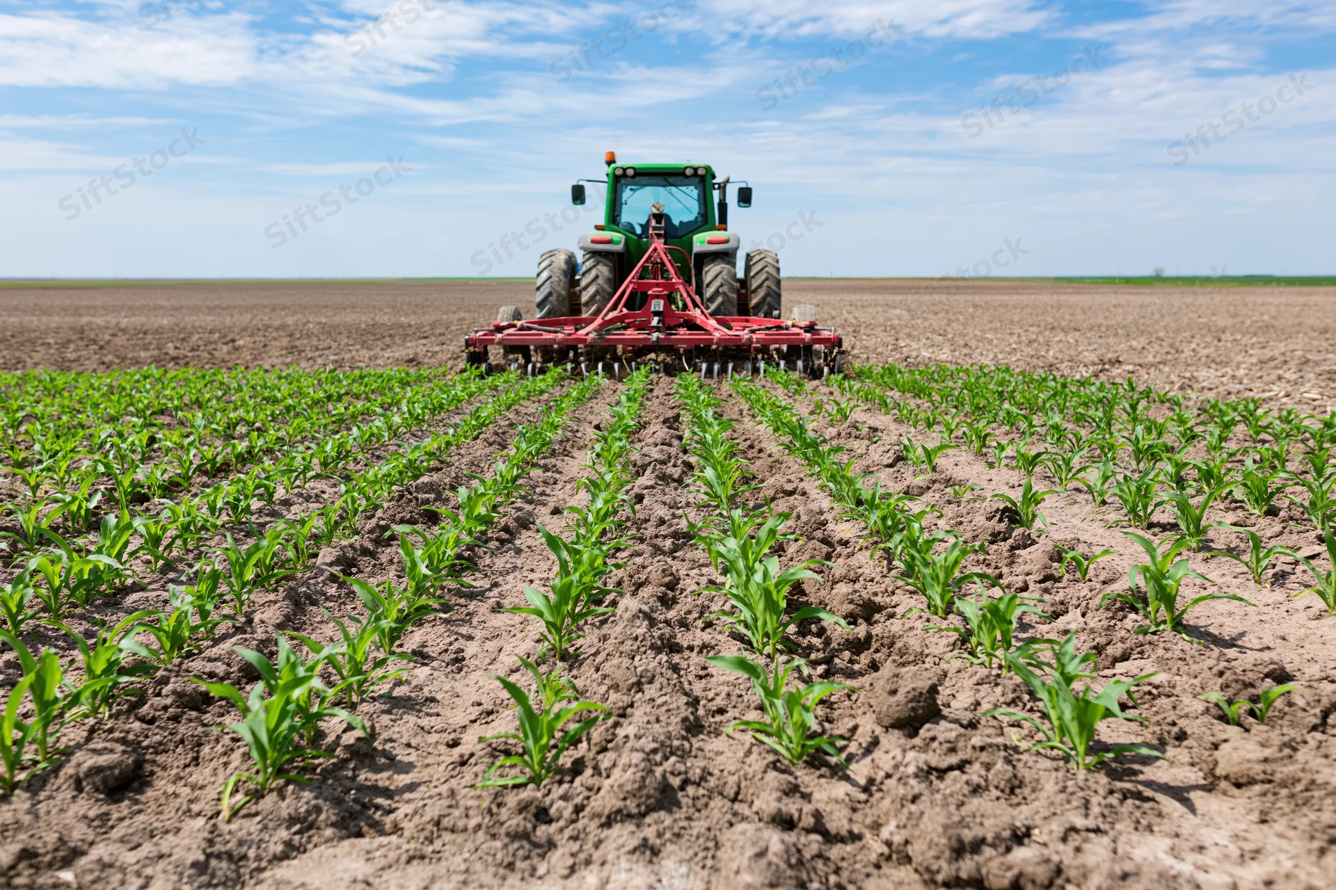 Green tractor with red cultivator moving away from rows of young corn plants in a tilled field