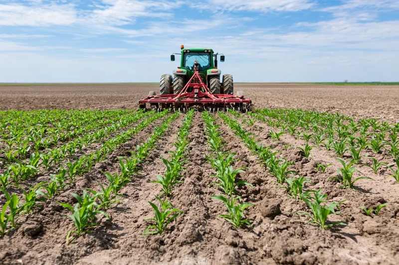Green tractor with red cultivator moving away from rows of young corn plants in a tilled field