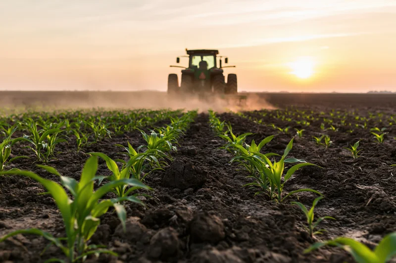Green tractor moving away from camera through rows of young corn