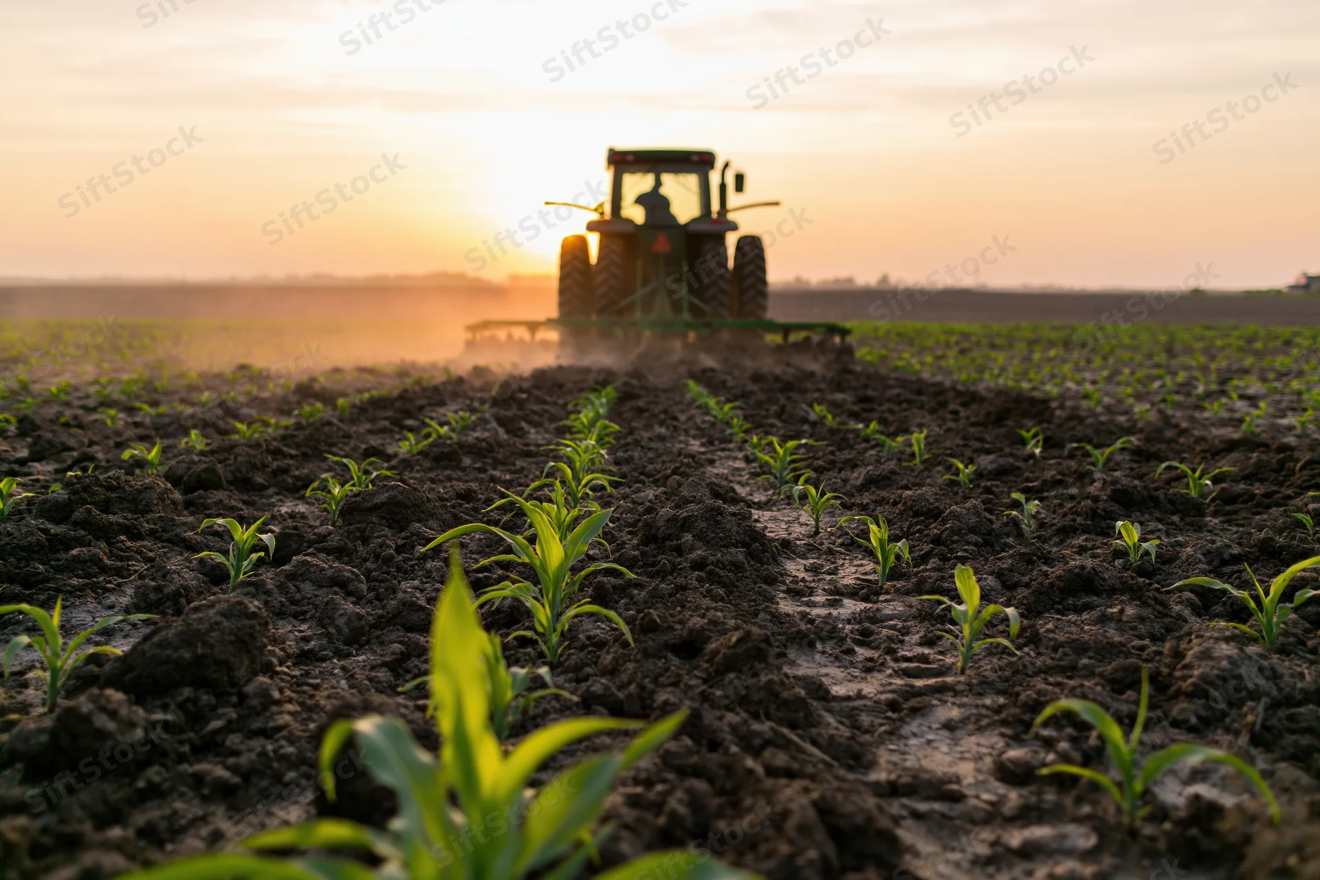 Green tractor moving away through rows of young corn plants in a tilled field at sunset