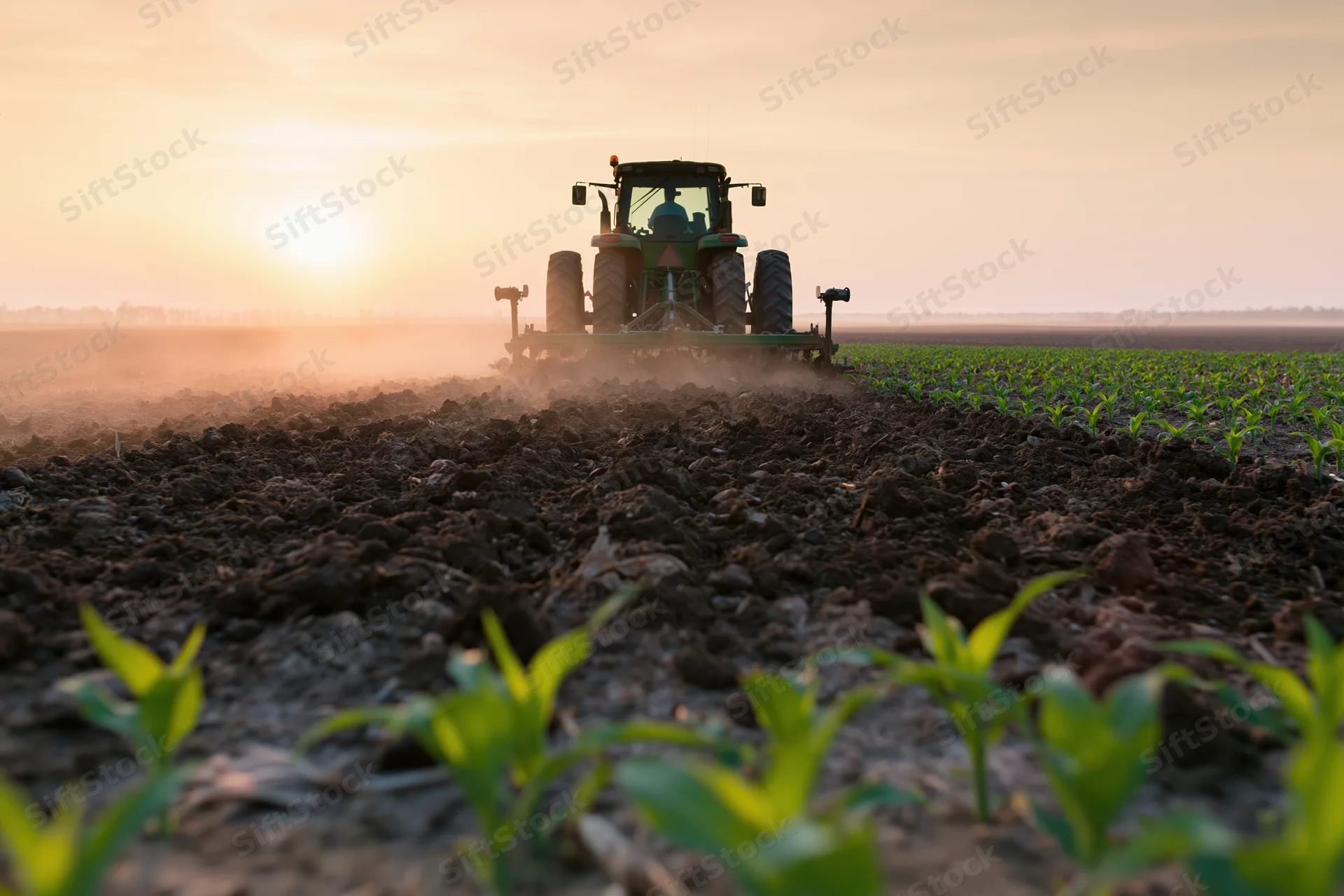 Green tractor moving away through rows of young corn plants in a tilled field at sunset