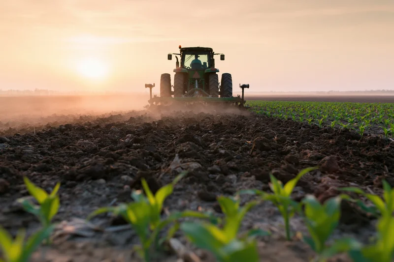 Green tractor moving away through rows of young corn plants in a tilled field at sunset