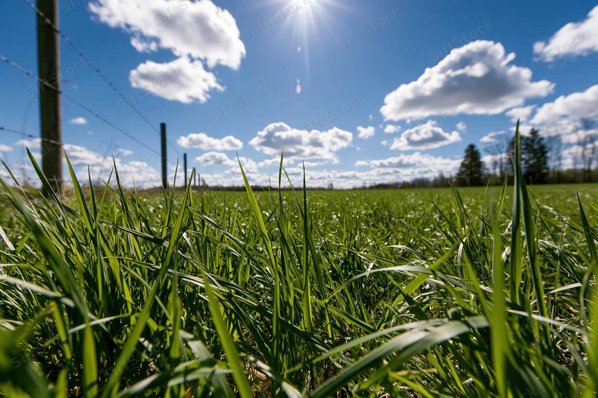 Lush green grass blades in a sunlit field with barbed wire fence and blue sky
