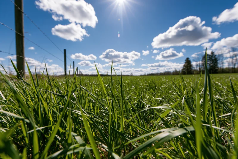 Lush green grass blades in a sunlit field with barbed wire fence and blue sky
