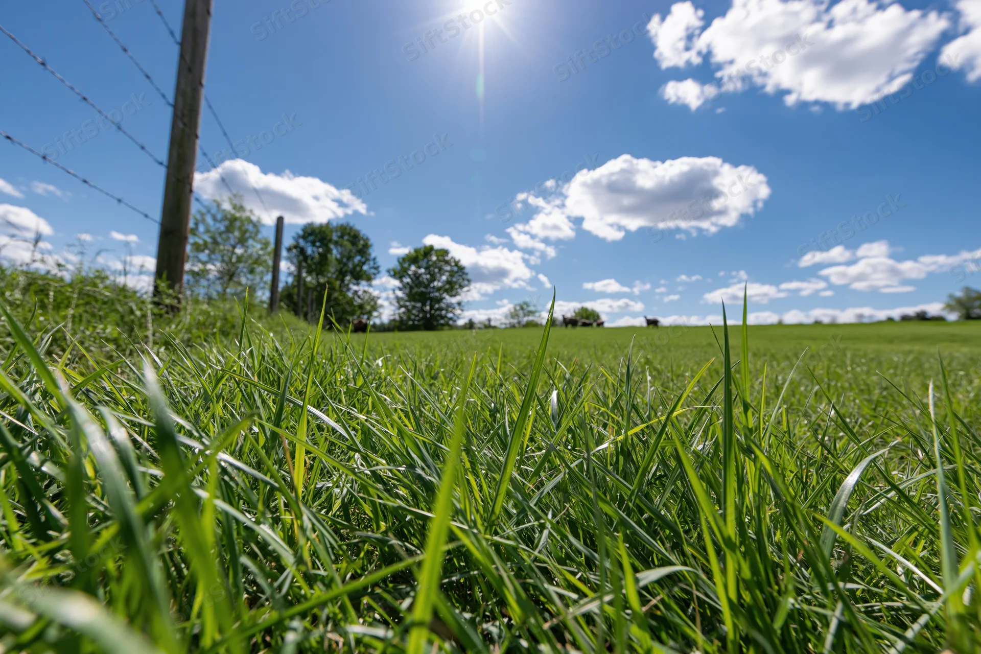 Close-up of green grass blades in a sunlit pasture with barbed wire fence and distant cattle under blue sky