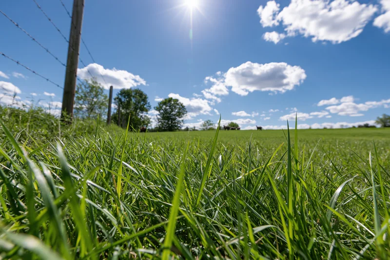 Close-up of green grass blades in a sunlit pasture with barbed wire fence and distant cattle under blue sky