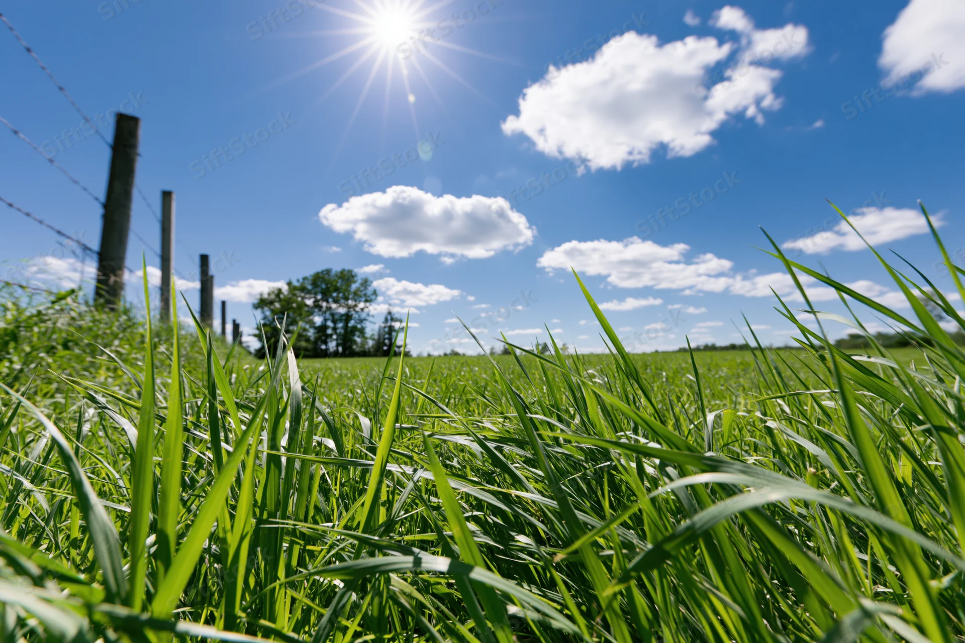 Lush green grass blades in a sunlit field with a barbed wire fence and blue sky in the background