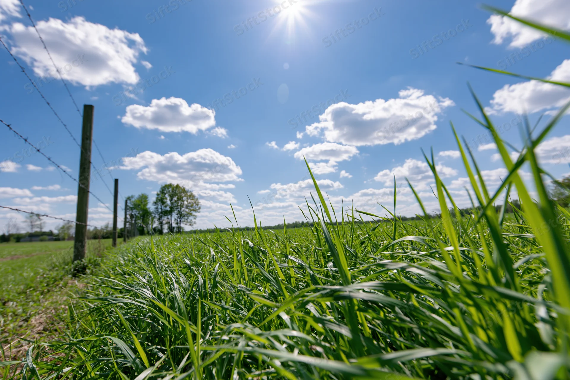 Lush green grass blades in a field under a bright blue sky with scattered clouds, bordered by a barbed wire fence and wooden posts
