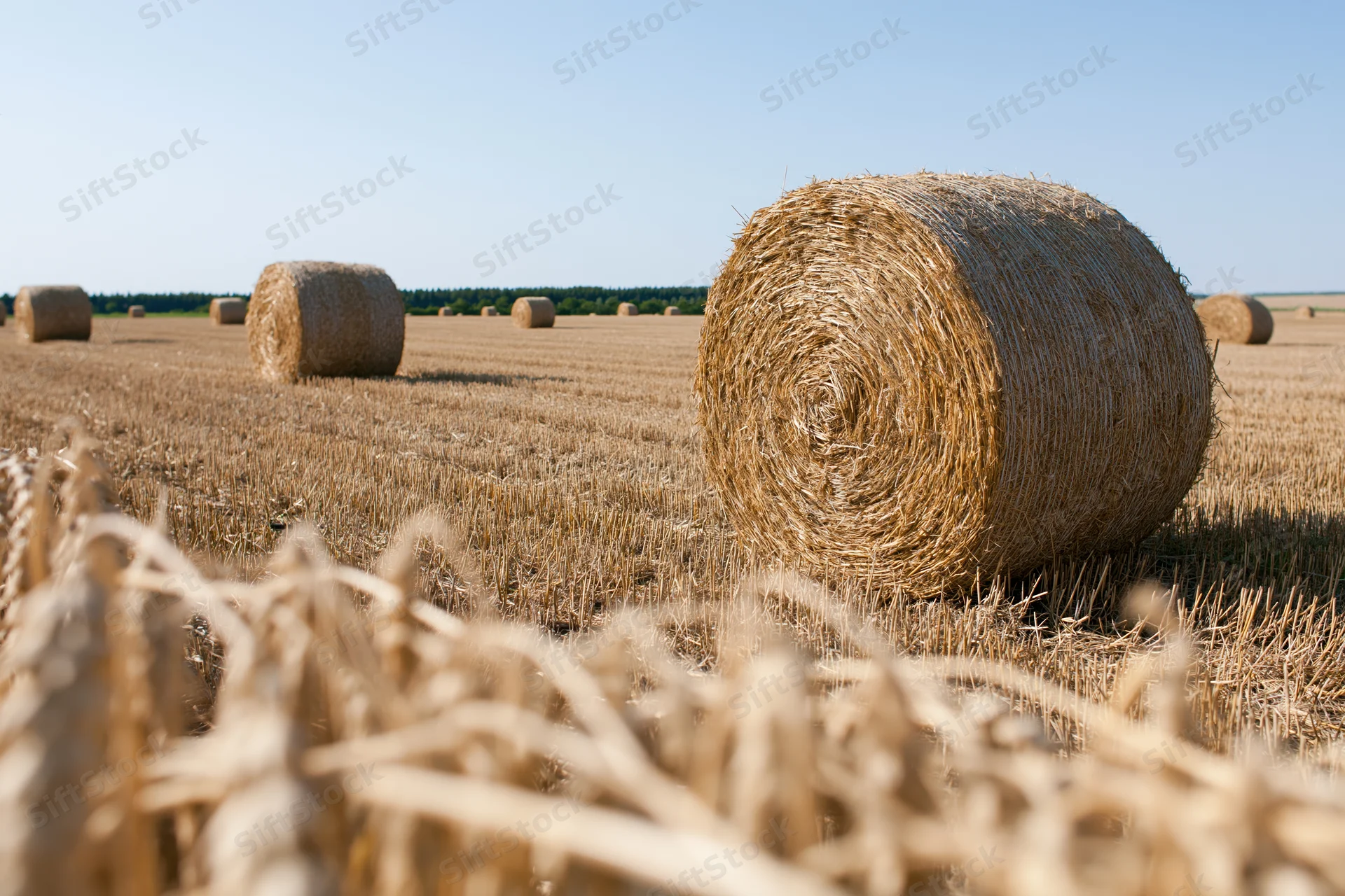 Round hay bales resting in a harvested wheat field under a clear blue sky