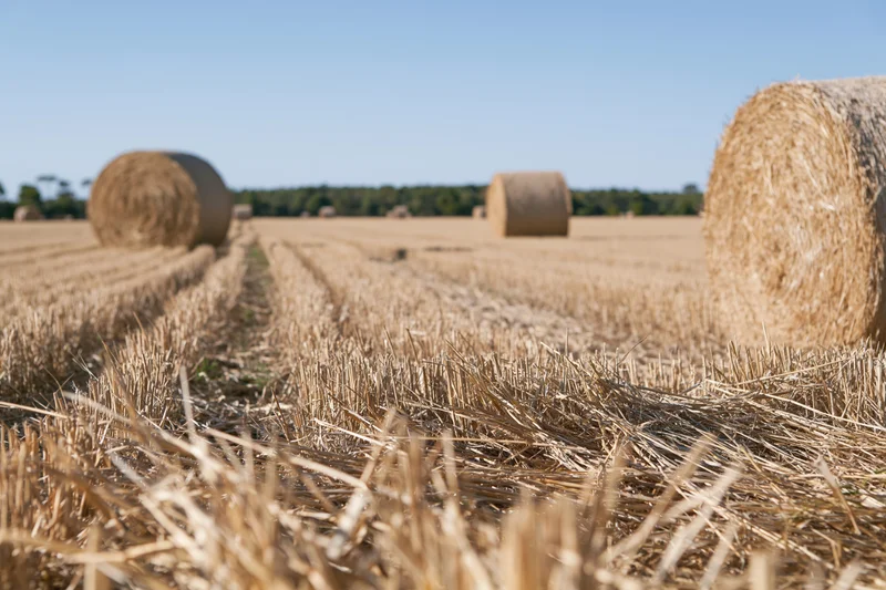 Harvested wheat field with round hay bales arranged in rows under a clear blue sky