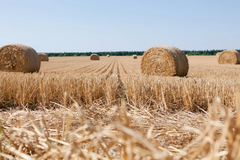 Harvested wheat field with round hay bales arranged in rows under a clear blue sky