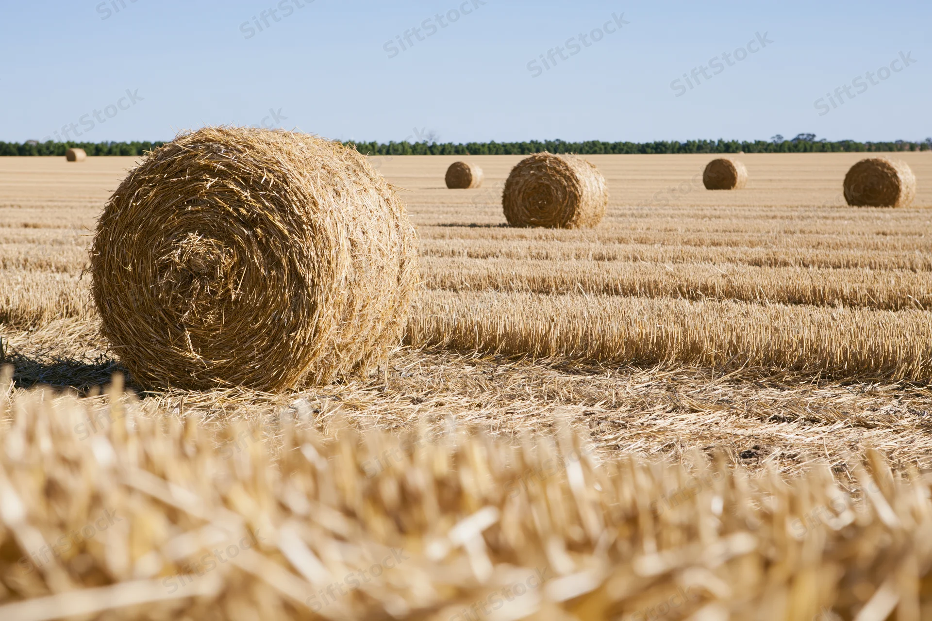 Harvested wheat field with round hay bales arranged in rows under clear sky