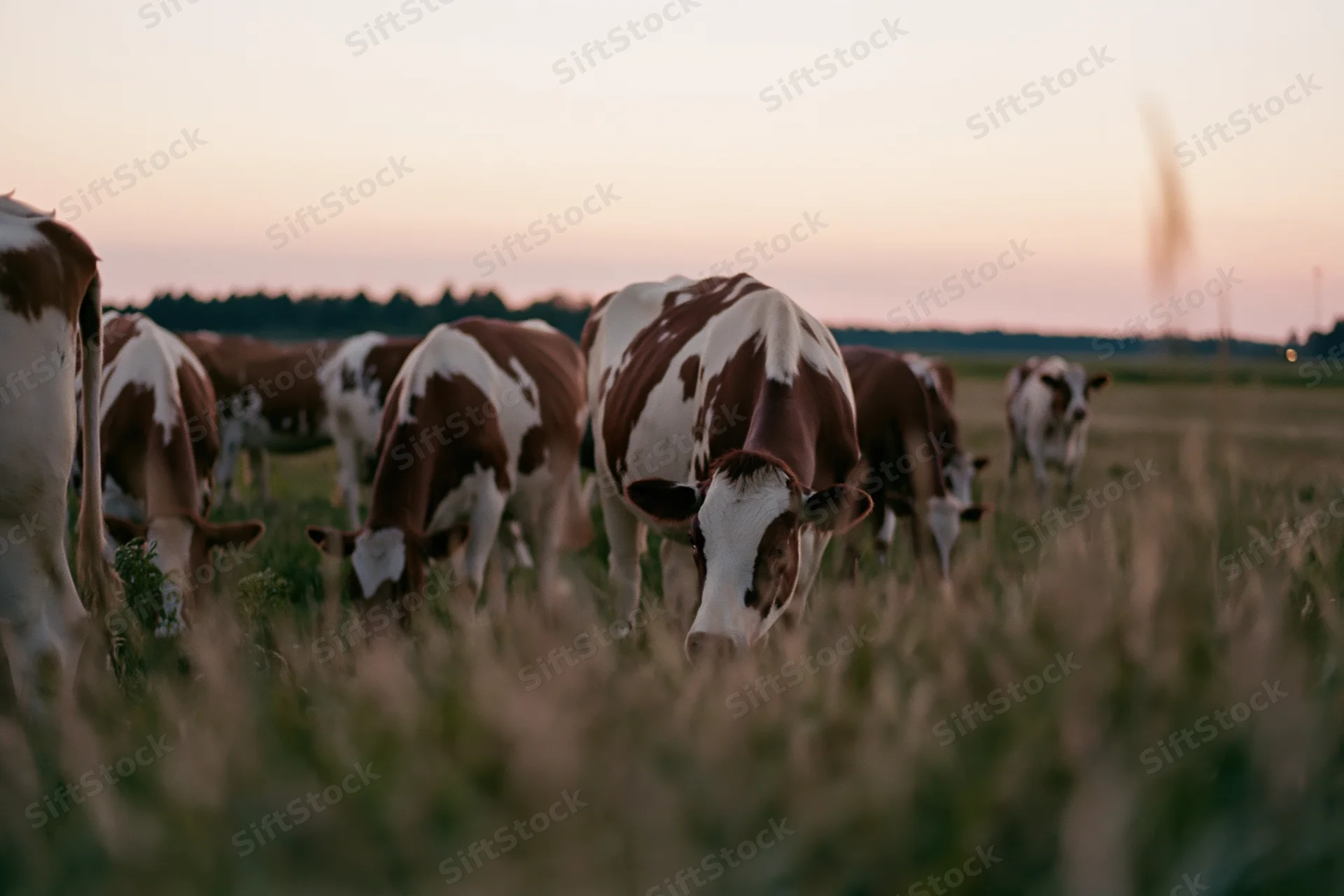 Herd of brown and white dairy cows grazing in a wide flat pasture at sunset