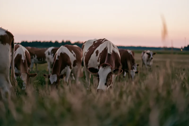 Herd of brown and white dairy cows grazing in a wide flat pasture at sunset