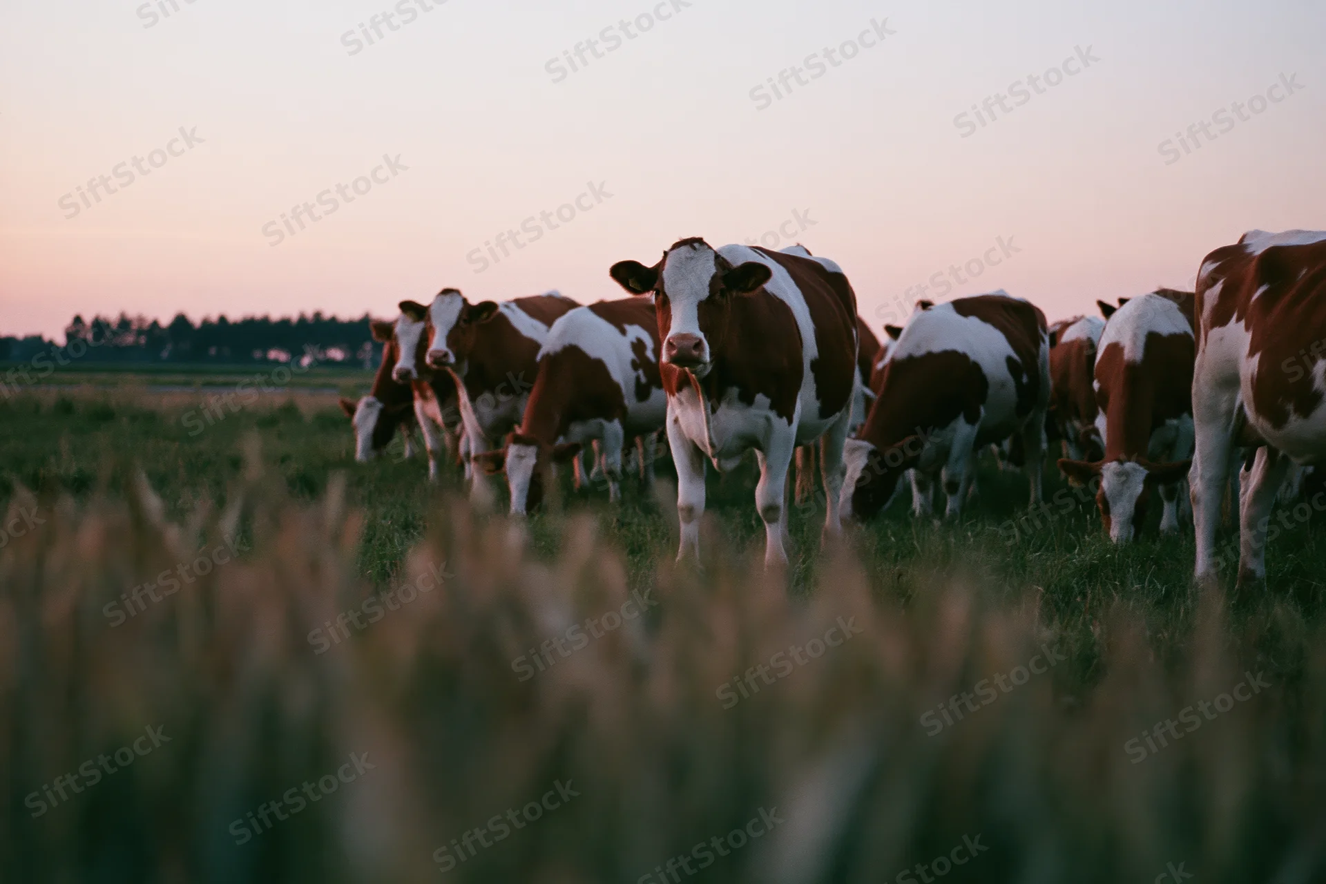 Herd of brown and white dairy cows grazing in a wide flat pasture at twilight