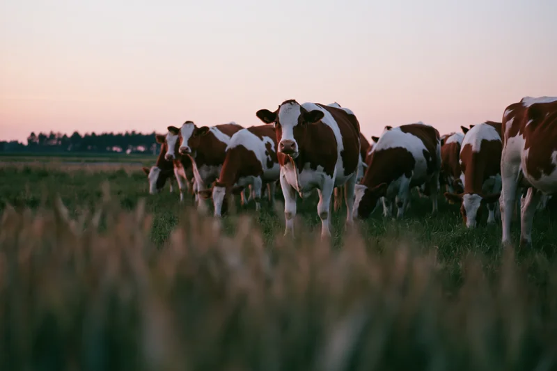 Herd of brown and white dairy cows grazing across field at dusk