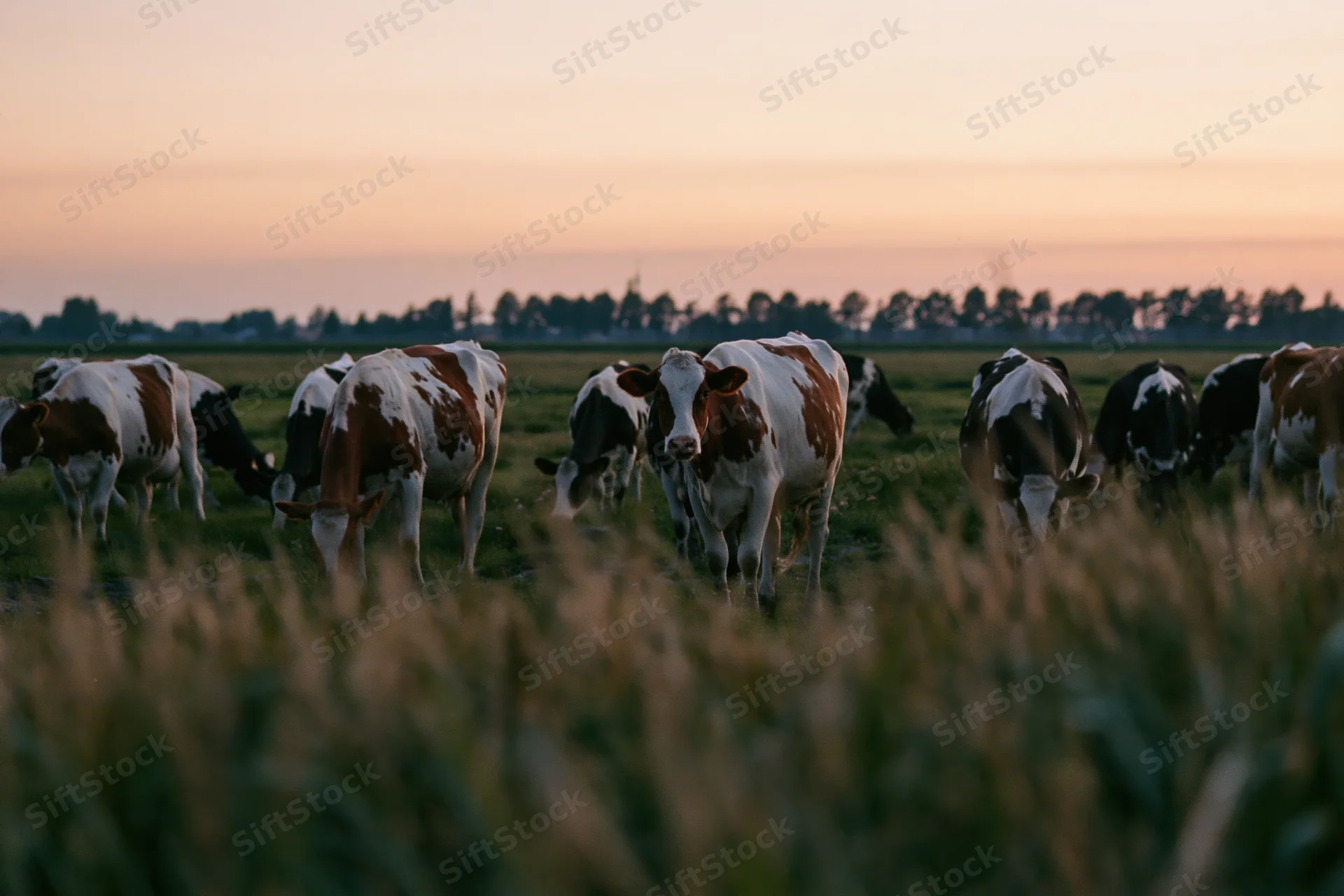 Herd of brown and white dairy cows grazing in a wide flat pasture at sunset
