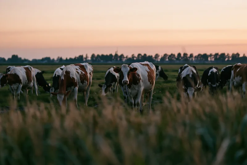 Herd of brown and white dairy cows grazing in a wide flat pasture at sunset