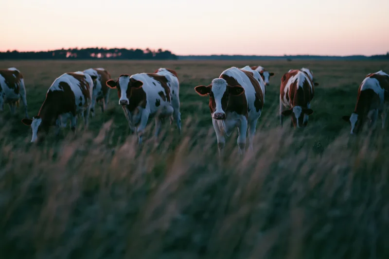 Herd of brown and white dairy cows grazing in a wide flat pasture at twilight