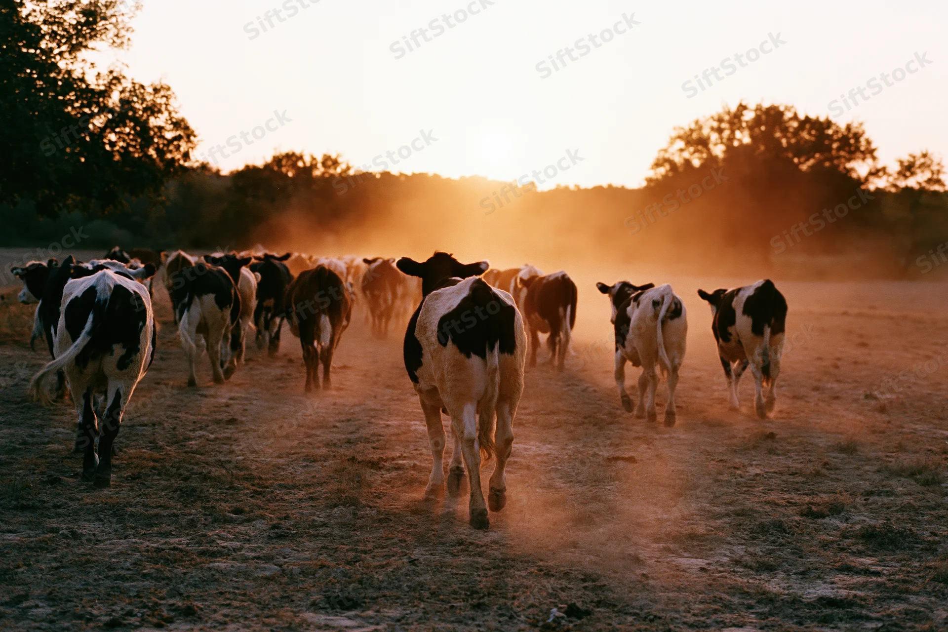 Herd of cattle walking away across a dusty open pasture toward sunset