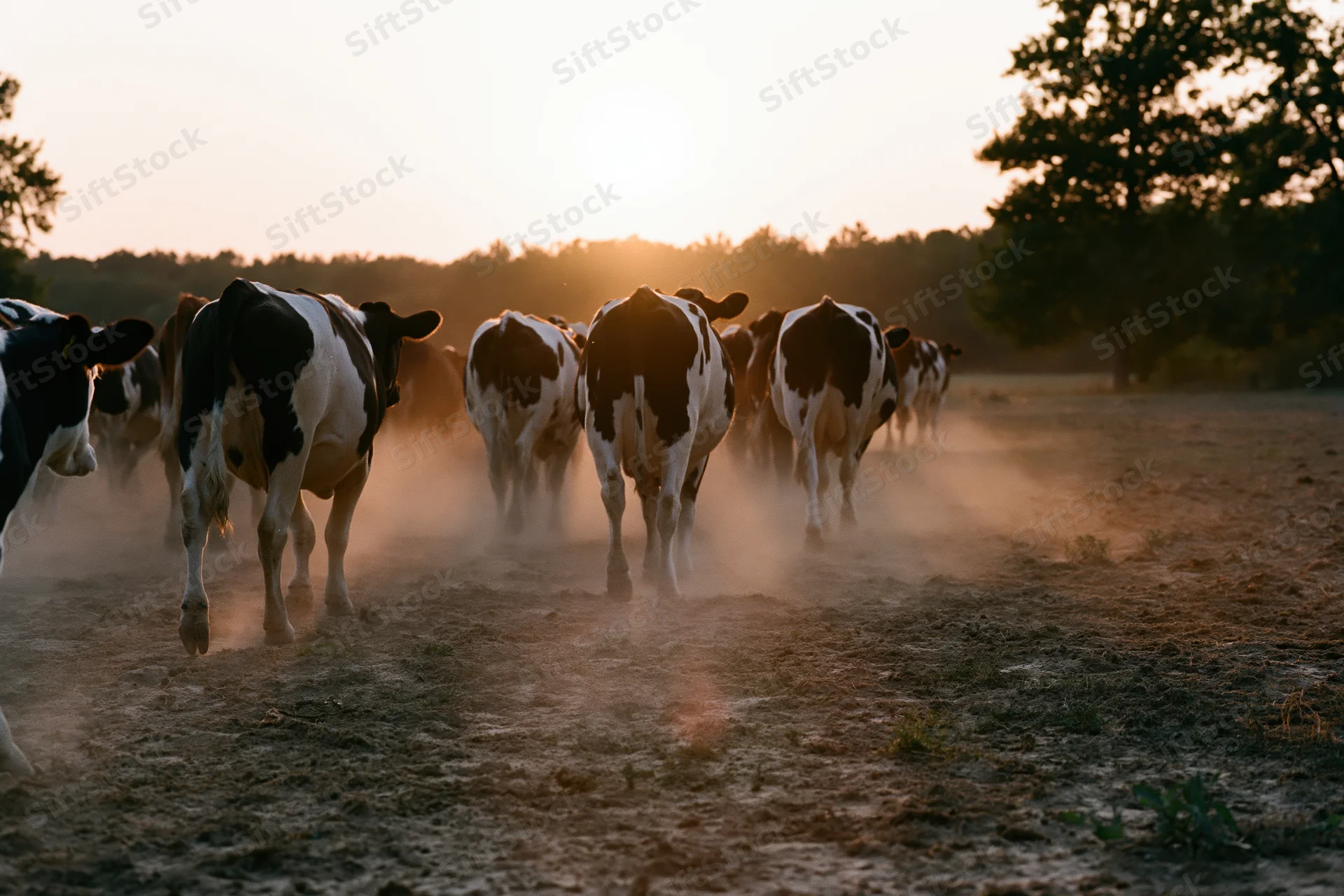 Herd of cattle walking away across a dusty open pasture at sunset