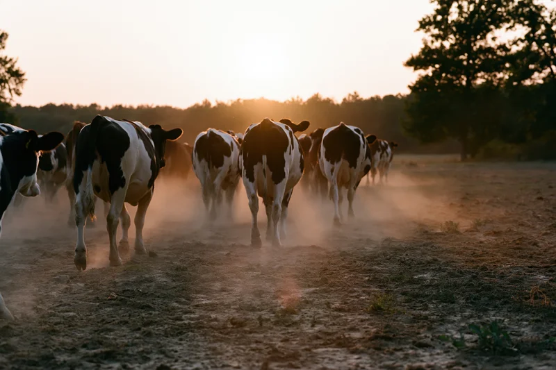 Herd of cattle walking away across a dusty open pasture at sunset