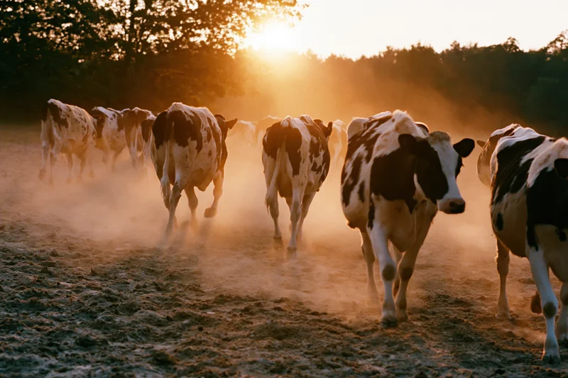 Herd of cattle walking across a dusty pasture at sunset