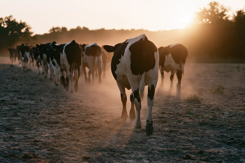 Herd of cattle walking away across a dusty open pasture at sunset