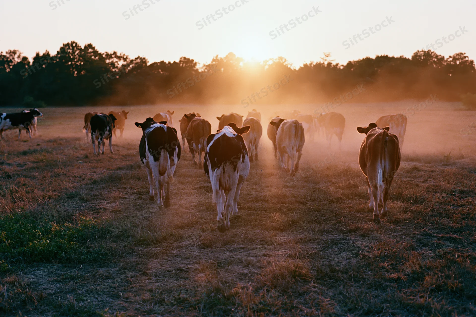 Herd of cattle walking away across a dusty pasture field toward sunset