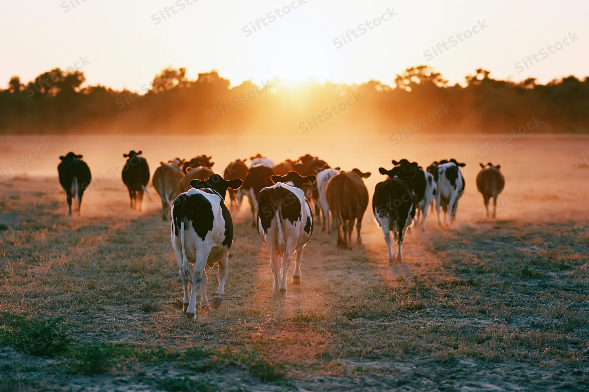 Herd of cattle walking away across a dusty pasture field at sunset