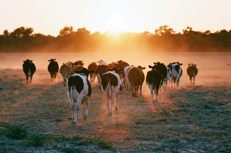 Herd of cattle walking away across a dusty pasture field at sunset
