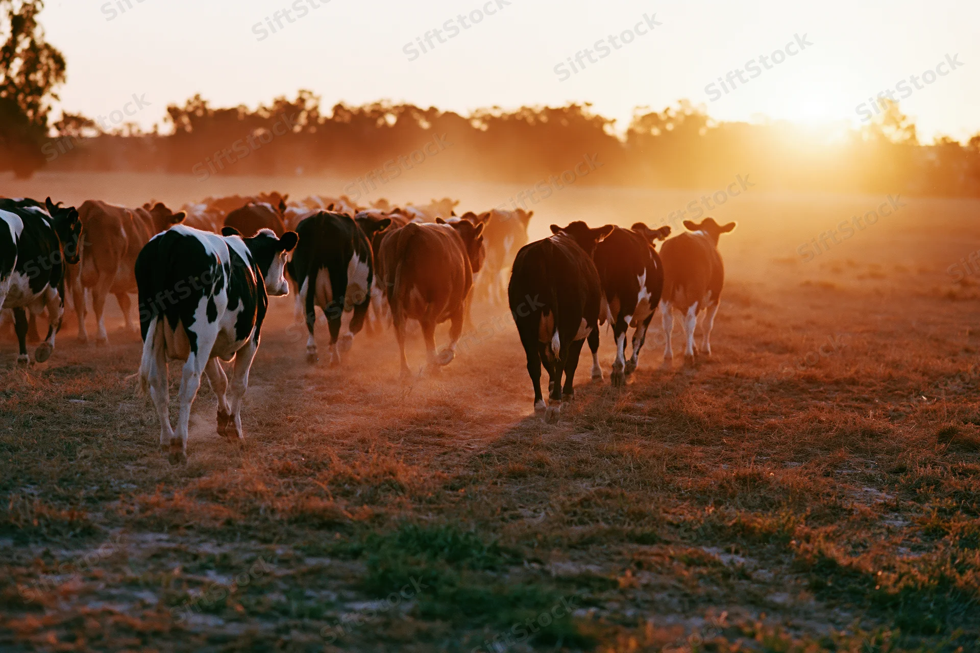 Herd of cattle walking away across a dusty pasture field at sunset
