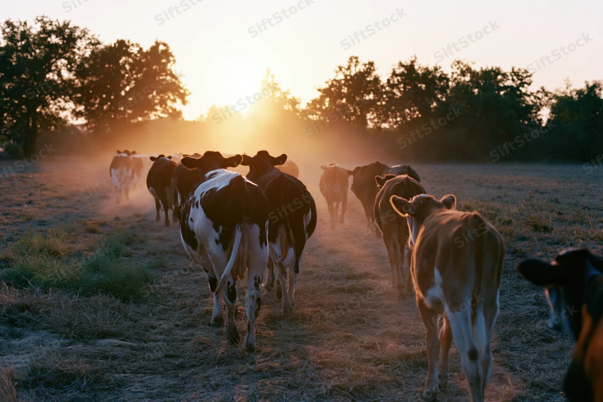 Herd of cattle walking away across a dusty pasture field at sunset
