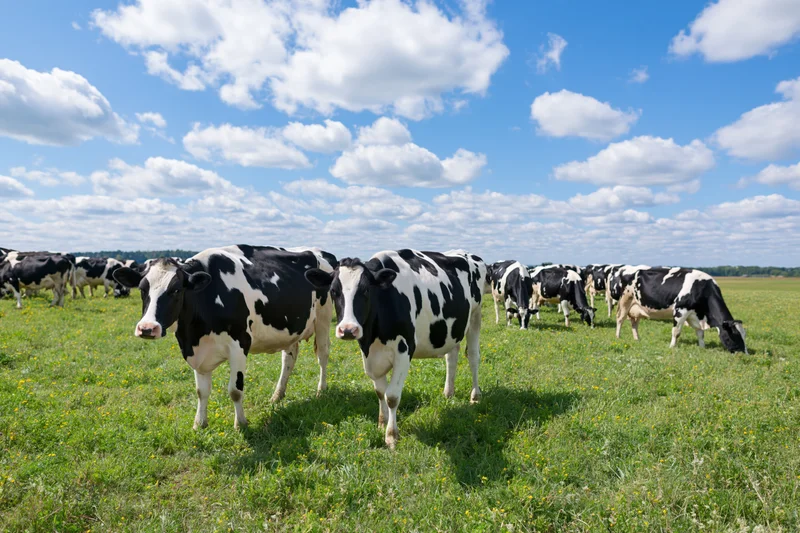 Holstein dairy cows grazing in an open green pasture under a blue sky with scattered clouds