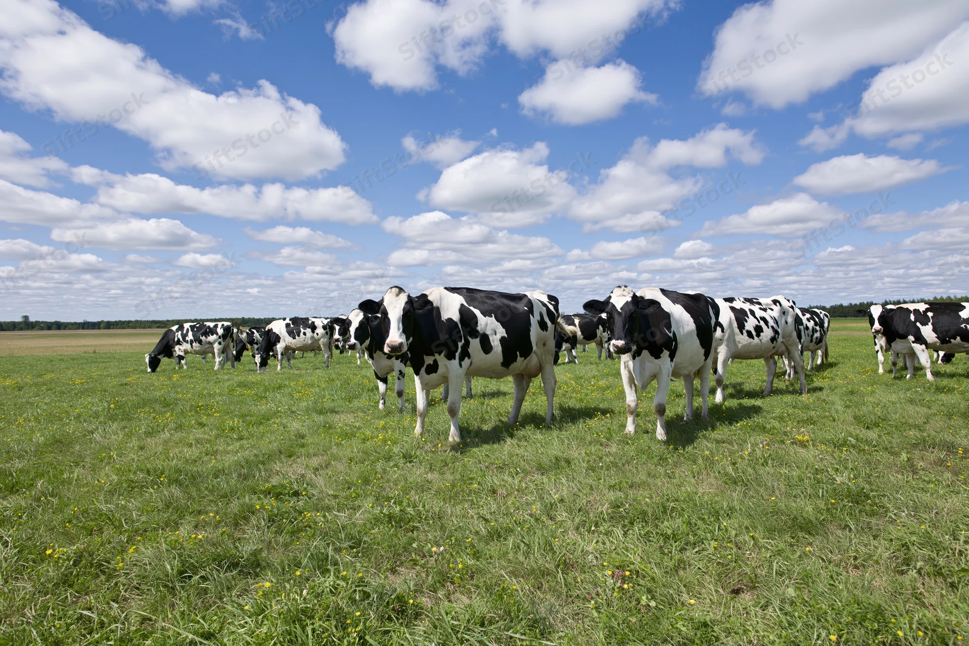Holstein dairy cows grazing in an open green pasture under a blue sky with white clouds