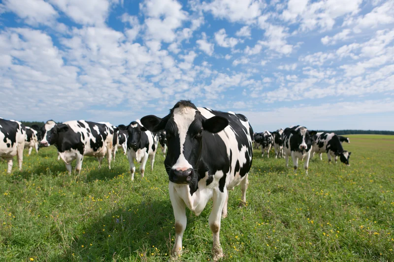 Holstein dairy cows grazing in a green pasture under a blue sky with scattered clouds