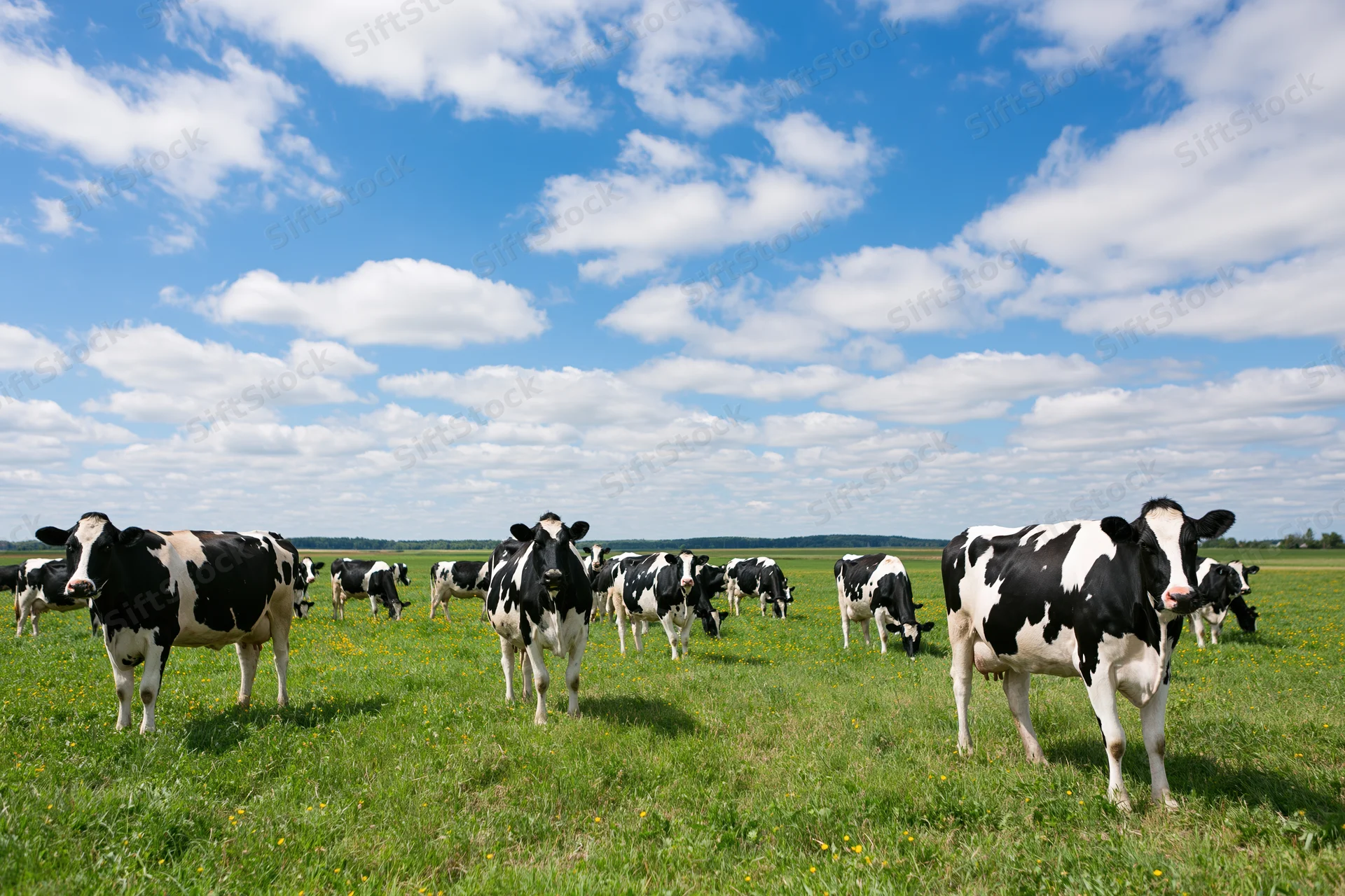 Holstein dairy cows grazing in an open green pasture under a blue sky with scattered clouds