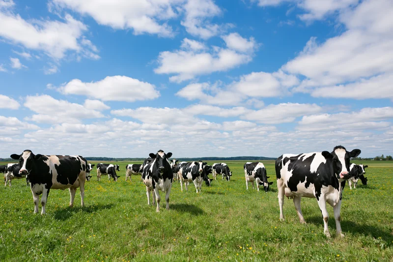 Holstein dairy cows grazing in an open green pasture under a blue sky with scattered clouds