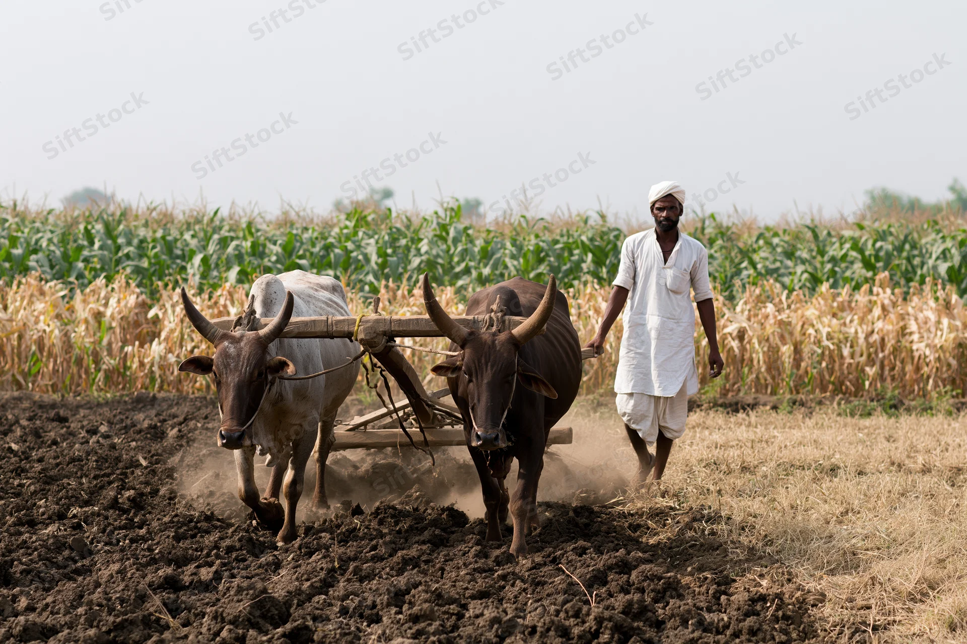 Indian farmer guiding oxen pulling wooden plow through tilled field near corn crop