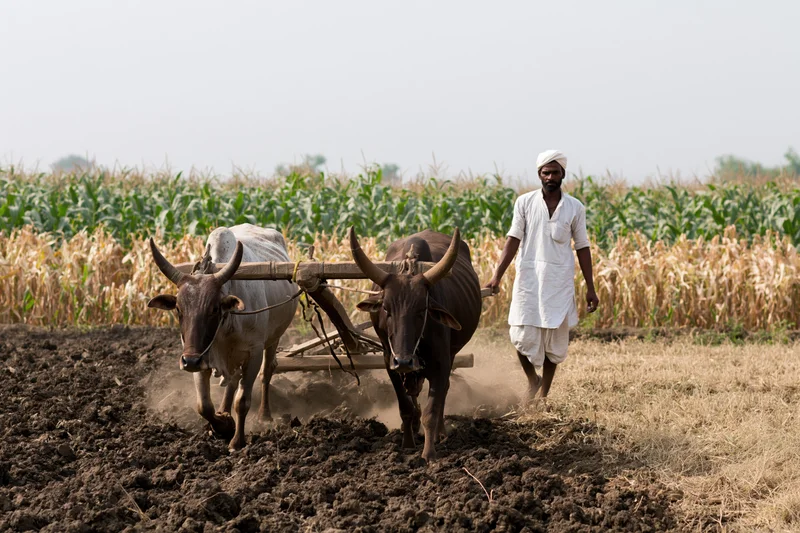 Indian farmer guiding oxen pulling wooden plow through tilled field near corn crop